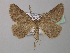  ( - BC ZSM Lep 40953)  @14 [ ] CreativeCommons - Attribution Non-Commercial Share-Alike (2010) Axel Hausmann/Bavarian State Collection of Zoology (ZSM) SNSB, Zoologische Staatssammlung Muenchen