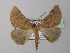  ( - BC ZSM Lep 40955)  @13 [ ] CreativeCommons - Attribution Non-Commercial Share-Alike (2010) Axel Hausmann/Bavarian State Collection of Zoology (ZSM) SNSB, Zoologische Staatssammlung Muenchen