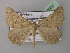  (Apleroneura hypoplea - BC ZSM Lep 40957)  @13 [ ] CreativeCommons - Attribution Non-Commercial Share-Alike (2010) Axel Hausmann/Bavarian State Collection of Zoology (ZSM) SNSB, Zoologische Staatssammlung Muenchen