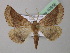  (Derrioides strigulosa - BC ZSM Lep 40958)  @14 [ ] CreativeCommons - Attribution Non-Commercial Share-Alike (2010) Axel Hausmann/Bavarian State Collection of Zoology (ZSM) SNSB, Zoologische Staatssammlung Muenchen