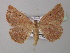  ( - BC ZSM Lep 40959)  @13 [ ] CreativeCommons - Attribution Non-Commercial Share-Alike (2010) Axel Hausmann/Bavarian State Collection of Zoology (ZSM) SNSB, Zoologische Staatssammlung Muenchen