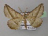  (Drepanogynis admiranda - BC ZSM Lep 40960)  @13 [ ] CreativeCommons - Attribution Non-Commercial Share-Alike (2010) Axel Hausmann/Bavarian State Collection of Zoology (ZSM) SNSB, Zoologische Staatssammlung Muenchen