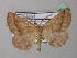  (Apleroneura glaucichorda - BC ZSM Lep 40961)  @13 [ ] CreativeCommons - Attribution Non-Commercial Share-Alike (2010) Axel Hausmann/Bavarian State Collection of Zoology (ZSM) SNSB, Zoologische Staatssammlung Muenchen
