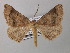  (Apleroneura nigrapex - BC ZSM Lep 40962)  @14 [ ] CreativeCommons - Attribution Non-Commercial Share-Alike (2010) Axel Hausmann/Bavarian State Collection of Zoology (ZSM) SNSB, Zoologische Staatssammlung Muenchen