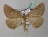  ( - BC ZSM Lep 40963)  @13 [ ] CreativeCommons - Attribution Non-Commercial Share-Alike (2010) Axel Hausmann/Bavarian State Collection of Zoology (ZSM) SNSB, Zoologische Staatssammlung Muenchen