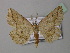  (Pseudodyscia epione - BC ZSM Lep 40964)  @14 [ ] CreativeCommons - Attribution Non-Commercial Share-Alike (2010) Axel Hausmann/Bavarian State Collection of Zoology (ZSM) SNSB, Zoologische Staatssammlung Muenchen