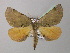  (Derrioides BOLD:AAX8917 - BC ZSM Lep 40965)  @14 [ ] CreativeCommons - Attribution Non-Commercial Share-Alike (2010) Axel Hausmann/Bavarian State Collection of Zoology (ZSM) SNSB, Zoologische Staatssammlung Muenchen