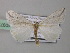  (Microligia dolosa - BC ZSM Lep 40973)  @14 [ ] CreativeCommons - Attribution Non-Commercial Share-Alike (2010) Axel Hausmann/Bavarian State Collection of Zoology (ZSM) SNSB, Zoologische Staatssammlung Muenchen