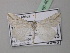  ( - BC ZSM Lep 40974)  @13 [ ] CreativeCommons - Attribution Non-Commercial Share-Alike (2010) Axel Hausmann/Bavarian State Collection of Zoology (ZSM) SNSB, Zoologische Staatssammlung Muenchen