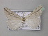  (Argyrophora retifera - BC ZSM Lep 40977)  @11 [ ] CreativeCommons - Attribution Non-Commercial Share-Alike (2010) Axel Hausmann/Bavarian State Collection of Zoology (ZSM) SNSB, Zoologische Staatssammlung Muenchen