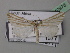  ( - BC ZSM Lep 40978)  @12 [ ] CreativeCommons - Attribution Non-Commercial Share-Alike (2010) Axel Hausmann/Bavarian State Collection of Zoology (ZSM) SNSB, Zoologische Staatssammlung Muenchen