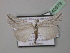  ( - BC ZSM Lep 40979)  @13 [ ] CreativeCommons - Attribution Non-Commercial Share-Alike (2010) Axel Hausmann/Bavarian State Collection of Zoology (ZSM) SNSB, Zoologische Staatssammlung Muenchen