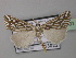  ( - BC ZSM Lep 40981)  @14 [ ] CreativeCommons - Attribution Non-Commercial Share-Alike (2010) Axel Hausmann/Bavarian State Collection of Zoology (ZSM) SNSB, Zoologische Staatssammlung Muenchen