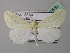  ( - BC ZSM Lep 40983)  @14 [ ] CreativeCommons - Attribution Non-Commercial Share-Alike (2010) Axel Hausmann/Bavarian State Collection of Zoology (ZSM) SNSB, Zoologische Staatssammlung Muenchen