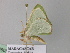  (Comibaena AH01Md - BC ZSM Lep 40989)  @13 [ ] CreativeCommons - Attribution Non-Commercial Share-Alike (2010) Axel Hausmann/Bavarian State Collection of Zoology (ZSM) SNSB, Zoologische Staatssammlung Muenchen