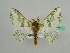  ( - BC ZSM Lep 42715)  @13 [ ] CreativeCommons - Attribution Non-Commercial Share-Alike (2010) Axel Hausmann/Bavarian State Collection of Zoology (ZSM) SNSB, Zoologische Staatssammlung Muenchen