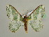  ( - BC ZSM Lep 42717)  @14 [ ] CreativeCommons - Attribution Non-Commercial Share-Alike (2010) Axel Hausmann/Bavarian State Collection of Zoology (ZSM) SNSB, Zoologische Staatssammlung Muenchen