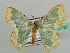  ( - BC ZSM Lep 42727)  @12 [ ] CreativeCommons - Attribution Non-Commercial Share-Alike (2010) Axel Hausmann/Bavarian State Collection of Zoology (ZSM) SNSB, Zoologische Staatssammlung Muenchen