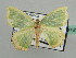  (Bathycolpodes HS01SA - BC ZSM Lep 42731)  @11 [ ] CreativeCommons - Attribution Non-Commercial Share-Alike (2010) Axel Hausmann/Bavarian State Collection of Zoology (ZSM) SNSB, Zoologische Staatssammlung Muenchen