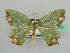  (Bathycolpodes HS02SA - BC ZSM Lep 42732)  @14 [ ] CreativeCommons - Attribution Non-Commercial Share-Alike (2010) Axel Hausmann/Bavarian State Collection of Zoology (ZSM) SNSB, Zoologische Staatssammlung Muenchen