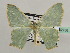  ( - BC ZSM Lep 42738)  @13 [ ] CreativeCommons - Attribution Non-Commercial Share-Alike (2010) Axel Hausmann/Bavarian State Collection of Zoology (ZSM) SNSB, Zoologische Staatssammlung Muenchen
