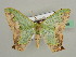  (Antharmostes papilio - BC ZSM Lep 42739)  @14 [ ] CreativeCommons - Attribution Non-Commercial Share-Alike (2010) Axel Hausmann/Bavarian State Collection of Zoology (ZSM) SNSB, Zoologische Staatssammlung Muenchen