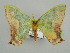  ( - BC ZSM Lep 42740)  @13 [ ] CreativeCommons - Attribution Non-Commercial Share-Alike (2010) Axel Hausmann/Bavarian State Collection of Zoology (ZSM) SNSB, Zoologische Staatssammlung Muenchen