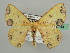  ( - BC ZSM Lep 42744)  @14 [ ] CreativeCommons - Attribution Non-Commercial Share-Alike (2010) Axel Hausmann/Bavarian State Collection of Zoology (ZSM) SNSB, Zoologische Staatssammlung Muenchen