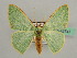 ( - BC ZSM Lep 42747)  @11 [ ] CreativeCommons - Attribution Non-Commercial Share-Alike (2010) Axel Hausmann/Bavarian State Collection of Zoology (ZSM) SNSB, Zoologische Staatssammlung Muenchen
