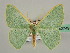  ( - BC ZSM Lep 42749)  @13 [ ] CreativeCommons - Attribution Non-Commercial Share-Alike (2010) Axel Hausmann/Bavarian State Collection of Zoology (ZSM) SNSB, Zoologische Staatssammlung Muenchen