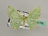  ( - BC ZSM Lep 42756)  @13 [ ] CreativeCommons - Attribution Non-Commercial Share-Alike (2010) Axel Hausmann/Bavarian State Collection of Zoology (ZSM) SNSB, Zoologische Staatssammlung Muenchen