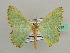  ( - BC ZSM Lep 42757)  @11 [ ] CreativeCommons - Attribution Non-Commercial Share-Alike (2010) Axel Hausmann/Bavarian State Collection of Zoology (ZSM) SNSB, Zoologische Staatssammlung Muenchen