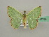  ( - BC ZSM Lep 42758)  @14 [ ] CreativeCommons - Attribution Non-Commercial Share-Alike (2010) Axel Hausmann/Bavarian State Collection of Zoology (ZSM) SNSB, Zoologische Staatssammlung Muenchen