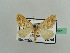  (Entephria aurisquamaria - BC ZSM Lep 42761)  @12 [ ] CreativeCommons - Attribution Non-Commercial Share-Alike (2010) Axel Hausmann/Bavarian State Collection of Zoology (ZSM) SNSB, Zoologische Staatssammlung Muenchen
