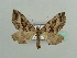  (Parortholitha - BC ZSM Lep 42776)  @14 [ ] CreativeCommons - Attribution Non-Commercial Share-Alike (2010) Axel Hausmann/Bavarian State Collection of Zoology (ZSM) SNSB, Zoologische Staatssammlung Muenchen