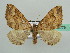  (Scotopteryx crenulimargo - BC ZSM Lep 42779)  @14 [ ] CreativeCommons - Attribution Non-Commercial Share-Alike (2010) Axel Hausmann/Bavarian State Collection of Zoology (ZSM) SNSB, Zoologische Staatssammlung Muenchen