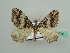  (Scotopteryx BOLD:AAP4002 - BC ZSM Lep 42780)  @14 [ ] CreativeCommons - Attribution Non-Commercial Share-Alike (2010) Axel Hausmann/Bavarian State Collection of Zoology (ZSM) SNSB, Zoologische Staatssammlung Muenchen