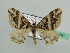  (Scotopteryx deversa - BC ZSM Lep 42781)  @14 [ ] CreativeCommons - Attribution Non-Commercial Share-Alike (2010) Axel Hausmann/Bavarian State Collection of Zoology (ZSM) SNSB, Zoologische Staatssammlung Muenchen