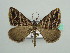  (Scotopteryx ferridotata - BC ZSM Lep 42782)  @14 [ ] CreativeCommons - Attribution Non-Commercial Share-Alike (2010) Axel Hausmann/Bavarian State Collection of Zoology (ZSM) SNSB, Zoologische Staatssammlung Muenchen