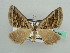  (Scotopteryx HS02SA - BC ZSM Lep 42784)  @11 [ ] CreativeCommons - Attribution Non-Commercial Share-Alike (2010) Axel Hausmann/Bavarian State Collection of Zoology (ZSM) SNSB, Zoologische Staatssammlung Muenchen