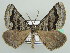  ( - BC ZSM Lep 42786)  @14 [ ] CreativeCommons - Attribution Non-Commercial Share-Alike (2010) Axel Hausmann/Bavarian State Collection of Zoology (ZSM) SNSB, Zoologische Staatssammlung Muenchen