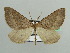  (Scotopteryx nictitaria - BC ZSM Lep 42790)  @14 [ ] CreativeCommons - Attribution Non-Commercial Share-Alike (2010) Axel Hausmann/Bavarian State Collection of Zoology (ZSM) SNSB, Zoologische Staatssammlung Muenchen