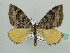  (Rheumaptera relicta - BC ZSM Lep 42792)  @14 [ ] CreativeCommons - Attribution Non-Commercial Share-Alike (2010) Axel Hausmann/Bavarian State Collection of Zoology (ZSM) SNSB, Zoologische Staatssammlung Muenchen