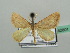  ( - BC ZSM Lep 42801)  @11 [ ] CreativeCommons - Attribution Non-Commercial Share-Alike (2010) Axel Hausmann/Bavarian State Collection of Zoology (ZSM) SNSB, Zoologische Staatssammlung Muenchen