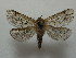  ( - BC ZSM Lep 42805)  @14 [ ] CreativeCommons - Attribution Non-Commercial Share-Alike (2010) Axel Hausmann/Bavarian State Collection of Zoology (ZSM) SNSB, Zoologische Staatssammlung Muenchen