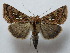  ( - BC ZSM Lep 42815)  @14 [ ] CreativeCommons - Attribution Non-Commercial Share-Alike (2010) Axel Hausmann/Bavarian State Collection of Zoology (ZSM) SNSB, Zoologische Staatssammlung Muenchen