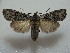  ( - BC ZSM Lep 42818)  @14 [ ] CreativeCommons - Attribution Non-Commercial Share-Alike (2010) Axel Hausmann/Bavarian State Collection of Zoology (ZSM) SNSB, Zoologische Staatssammlung Muenchen