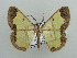  (Zamarada erosa - BC ZSM Lep 42845)  @11 [ ] CreativeCommons - Attribution Non-Commercial Share-Alike (2010) Axel Hausmann/Bavarian State Collection of Zoology (ZSM) SNSB, Zoologische Staatssammlung Muenchen