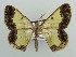  (Zamarada amymone - BC ZSM Lep 42846)  @14 [ ] CreativeCommons - Attribution Non-Commercial Share-Alike (2010) Axel Hausmann/Bavarian State Collection of Zoology (ZSM) SNSB, Zoologische Staatssammlung Muenchen