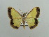  (Zamarada gamma - BC ZSM Lep 42847)  @13 [ ] CreativeCommons - Attribution Non-Commercial Share-Alike (2010) Axel Hausmann/Bavarian State Collection of Zoology (ZSM) SNSB, Zoologische Staatssammlung Muenchen